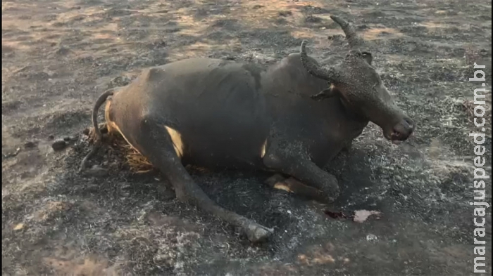 Incêndio de grandes proporções destrói pasto e mata vaca em fazendas de Alcinópolis Incêndio de grandes proporções destrói pasto e mata vaca em fazendas de Alcinópolis