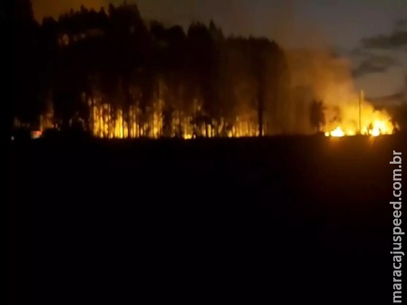 Incêndio em plantação de eucaliptos queima 20 hectares e ameaça casa em fazenda na BR-262