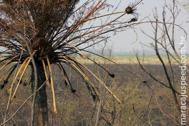 Mato Grosso do Sul enfrenta o pior período de seca em 40 anos Mato Grosso do Sul enfrenta o pior período de seca em 40 anos