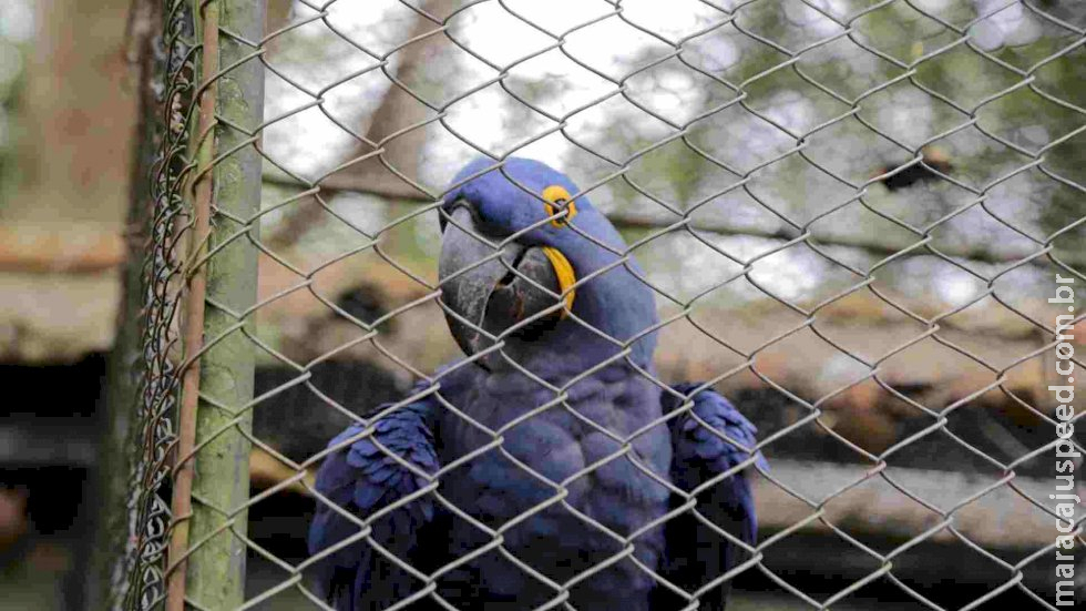 Mato Grosso do Sul passa a ter dia de Combate ao Tráfico de Animais Silvestres em setembro Mato Grosso do Sul passa a ter dia de Combate ao Tráfico de Animais Silvestres em setembro