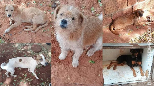 Morte de tutora mobiliza vizinhos a encontrarem novo lar para cães em Campo Grande Morte de tutora mobiliza vizinhos a encontrarem novo lar para cães em Campo Grande