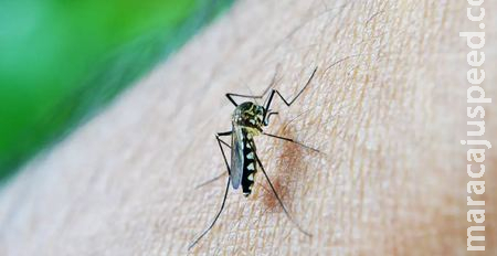 Mortes por dengue no Brasil quadruplicam em 2024, superando 5 mil óbitos Mortes por dengue no Brasil quadruplicam em 2024, superando 5 mil óbitos