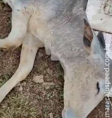 No dia mais frio do ano, gado agoniza em fazenda da Capital No dia mais frio do ano, gado agoniza em fazenda da Capital