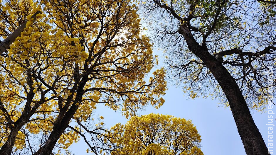 Onda de calor nem começou, mas sexta será de sol, tempo seco e calorão de até 38°C em MS Onda de calor nem começou, mas sexta será de sol, tempo seco e calorão de até 38°C em MS