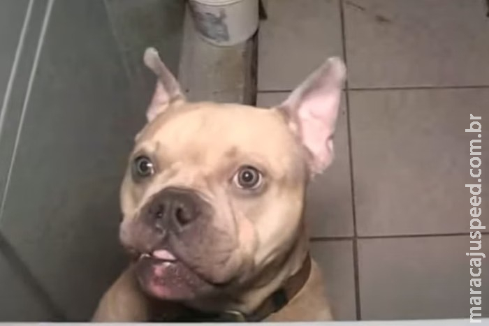 Polícia resgata 26 cães em porão de loja de bijuterias no centro de SP Polícia resgata 26 cães em porão de loja de bijuterias no centro de SP