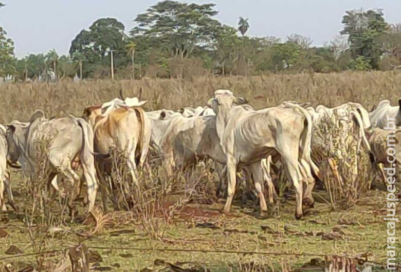 Produtor rural de Dourados é multado em quase R$ 100 mil por deixar gado sem comida Produtor rural de Dourados é multado em quase R$ 100 mil por deixar gado sem comida