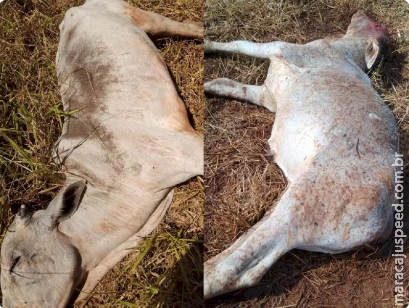 Produtores rurais contabilizam perda de gado com frio extremo em MS Produtores rurais contabilizam perda de gado com frio extremo em MS