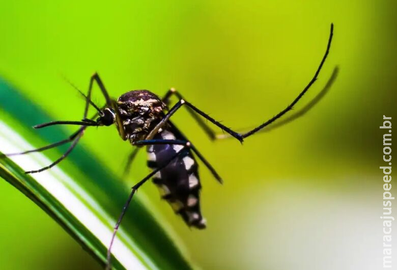 Queda de casos de dengue no Brasil deve se manter até fim de novembro Queda de casos de dengue no Brasil deve se manter até fim de novembro