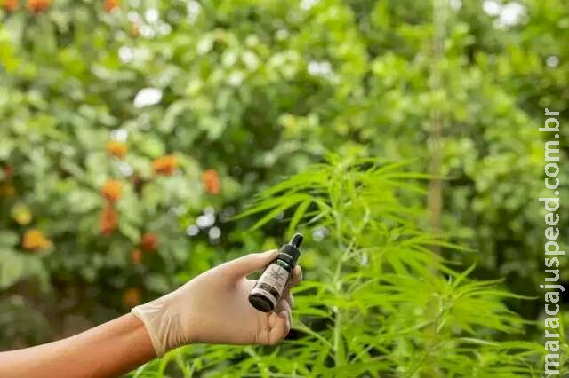 SUS terá de fornecer cannabis à jovem que pode morrer sufocada SUS terá de fornecer cannabis à jovem que pode morrer sufocada
