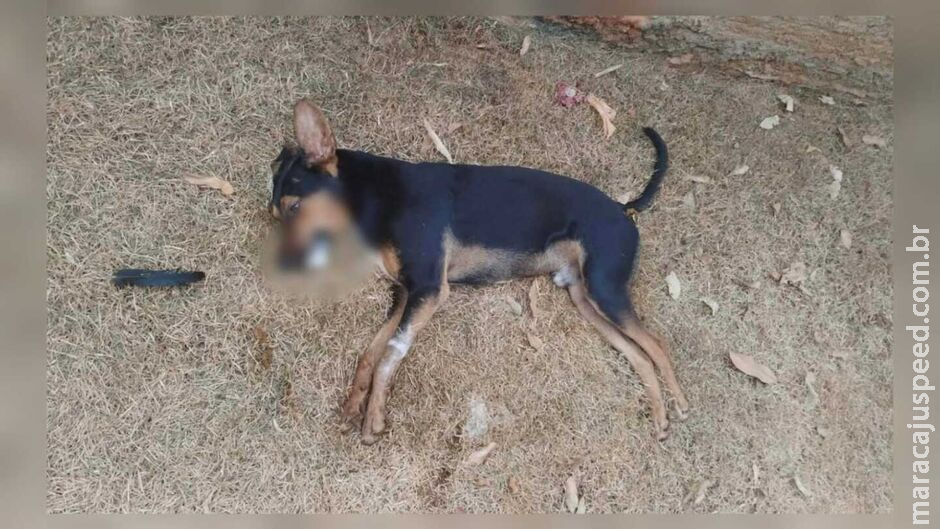 Três cachorros morrem após comerem carne envenenada em Rio Verde Três cachorros morrem após comerem carne envenenada em Rio Verde