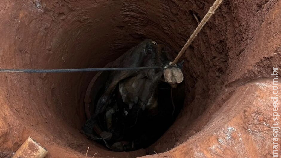 Vaca cai em fossa e precisa ser resgatada com ajuda de guincho em Batayporã Vaca cai em fossa e precisa ser resgatada com ajuda de guincho em Batayporã