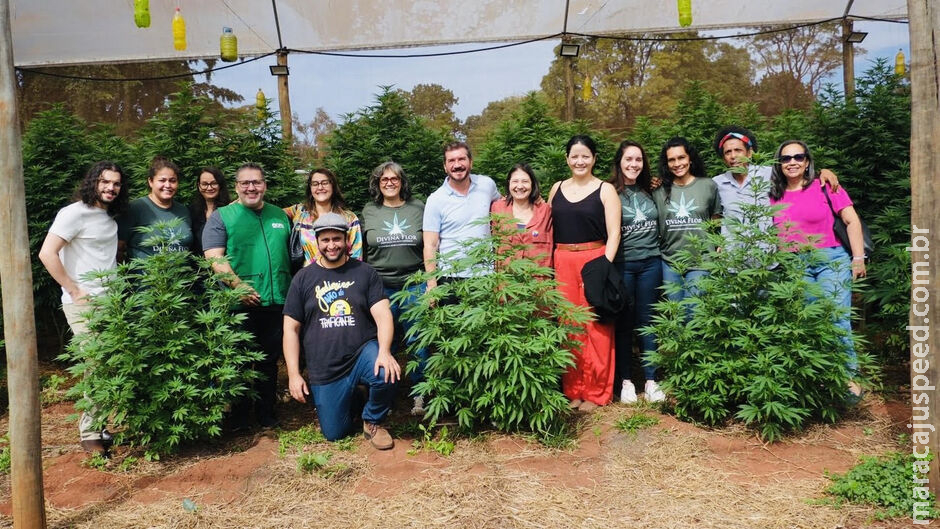 Vereadores de Campo Grande debatem uso de cannabis medicinal em audiência pública Vereadores de Campo Grande debatem uso de cannabis medicinal em audiência pública