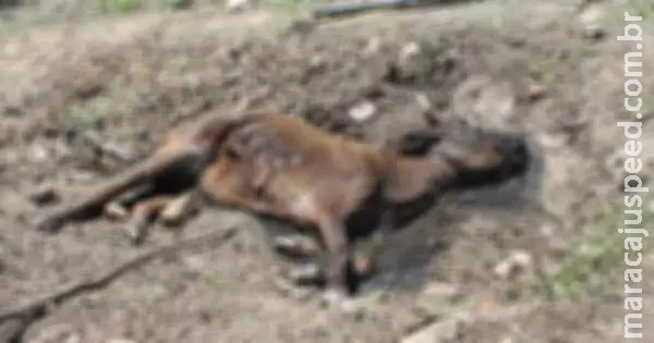 Animais são encontrados agonizando em chácara sem água e comida em MS