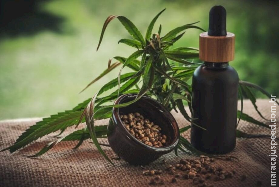 Assembleia de Mato Grosso do Sul aprova acesso a medicamentos à base de maconha