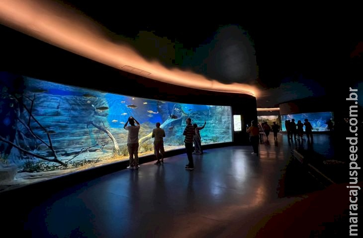 Bioparque Pantanal vai celebrar o feriado de Independência em horário especial Bioparque Pantanal vai celebrar o feriado de Independência em horário especial