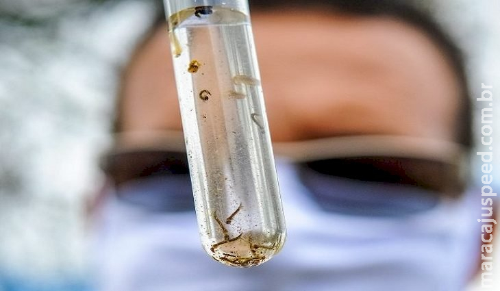 Boletim Epidemiológico: MS registra 15.800 casos confirmados de dengue Boletim Epidemiológico: MS registra 15.800 casos confirmados de dengue