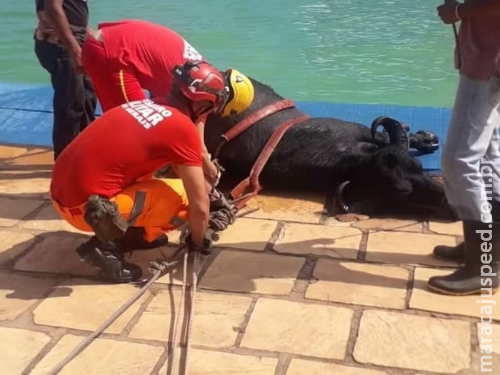 Búfala é flagrada dentro de piscina de clube em MG Búfala é flagrada dentro de piscina de clube em MG