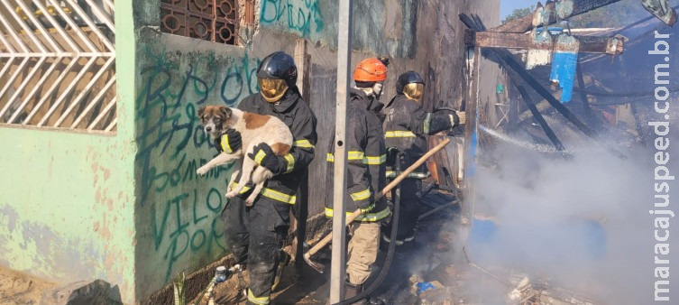 Cão é resgatado de incêndio que destruiu residência em Corumbá Cão é resgatado de incêndio que destruiu residência em Corumbá