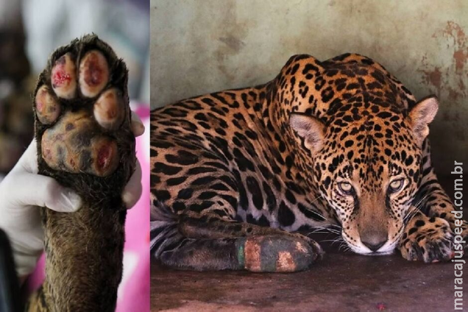 Drama no Pantanal: incêndios matam e ferem milhares de animais Drama no Pantanal: incêndios matam e ferem milhares de animais