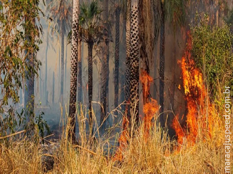 Fazendeiros são multados em R$ 100 milhões por incêndio de 333 mil hectares no Pantanal Fazendeiros são multados em R$ 100 milhões por incêndio de 333 mil hectares no Pantanal