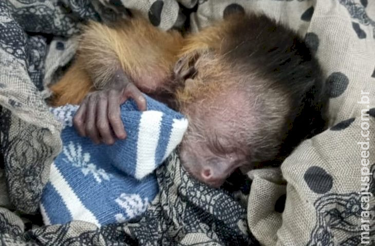 Filhote de macaco-prego é salvo após incêndios no Pantanal Filhote de macaco-prego é salvo após incêndios no Pantanal