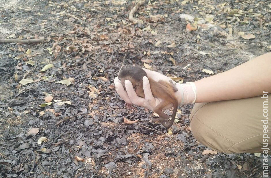 Filhote de macaco-prego é salvo em meio as cinzas de incêndios no Pantanal de Miranda Filhote de macaco-prego é salvo em meio as cinzas de incêndios no Pantanal de Miranda