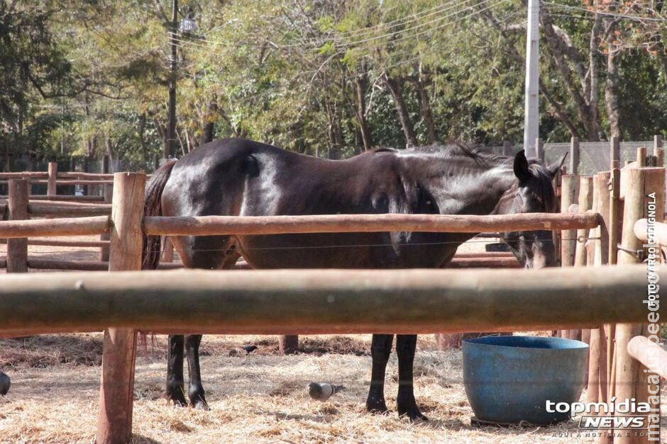 Homem é preso após praticar zoofilia com égua em Nova Andradina Homem é preso após praticar zoofilia com égua em Nova Andradina