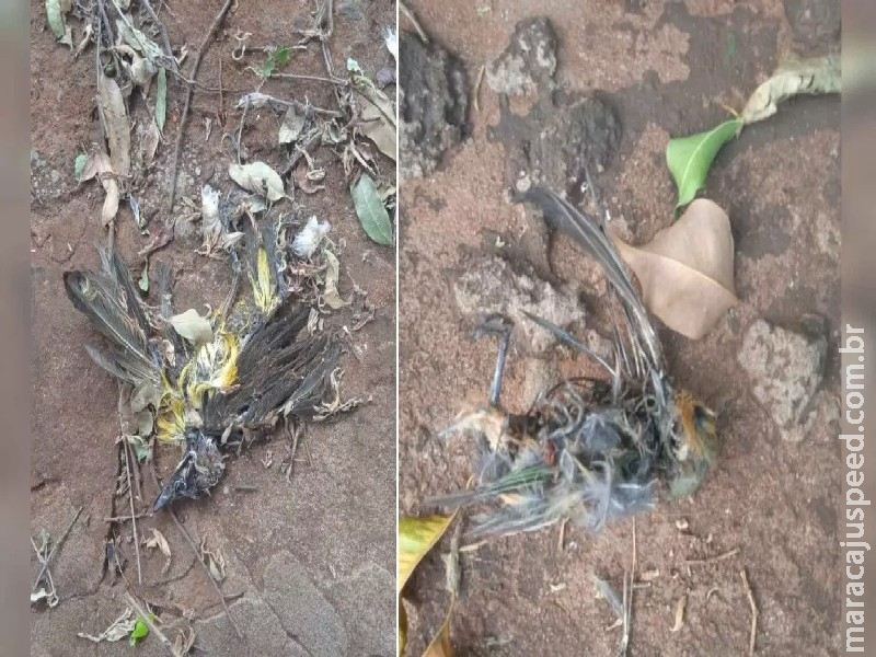 Morador encontra dezenas de pássaros mortos e a suspeita é de envenenamento em bairro da Capital Morador encontra dezenas de pássaros mortos e a suspeita é de envenenamento em bairro da Capital