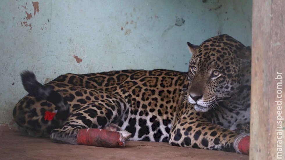 Morre onça resgatada debilitada e com patas queimadas no Pantanal