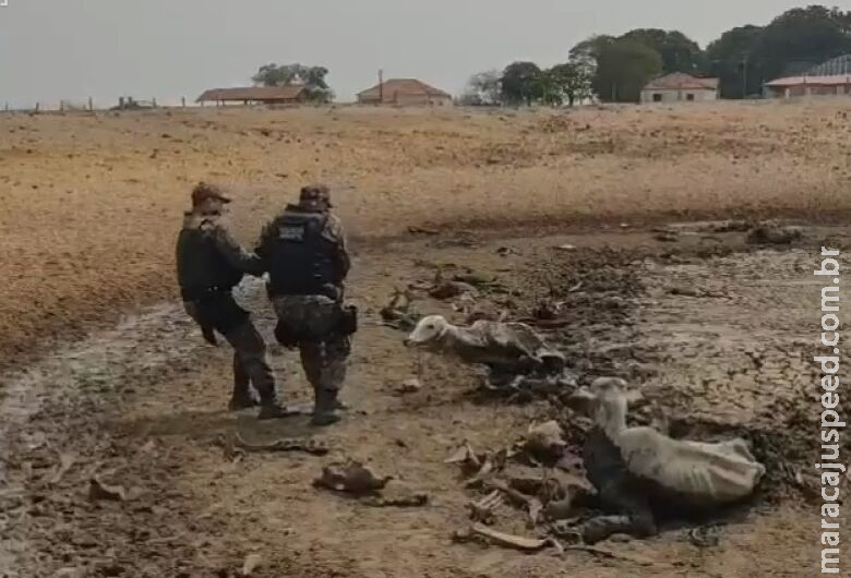 MPMS vai investigar maus-tratos em fazenda onde bovinos foram encontrados agonizando e mortos MPMS vai investigar maus-tratos em fazenda onde bovinos foram encontrados agonizando e mortos