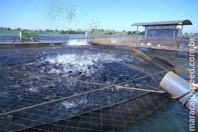 MS é o 5º maior produtor de tilápia e oitavo na criação de peixes no país MS é o 5º maior produtor de tilápia e oitavo na criação de peixes no país