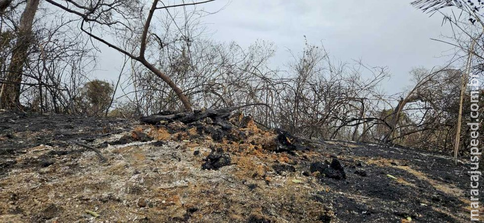 Mudança de cálculo some com 1 milhão de hectares queimados no Pantanal Mudança de cálculo some com 1 milhão de hectares queimados no Pantanal