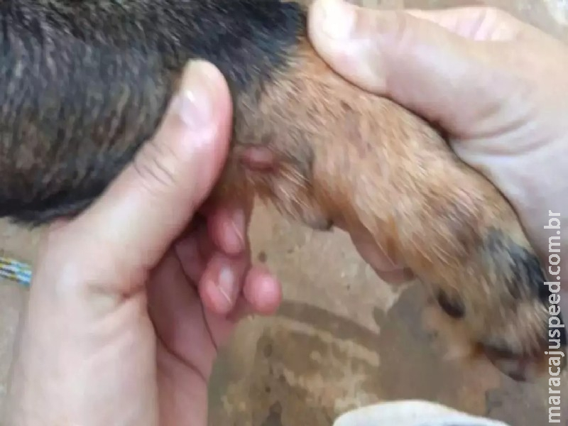 Presa por deixar Scooby sem água e comida é liberada em audiência de custódia Presa por deixar Scooby sem água e comida é liberada em audiência de custódia