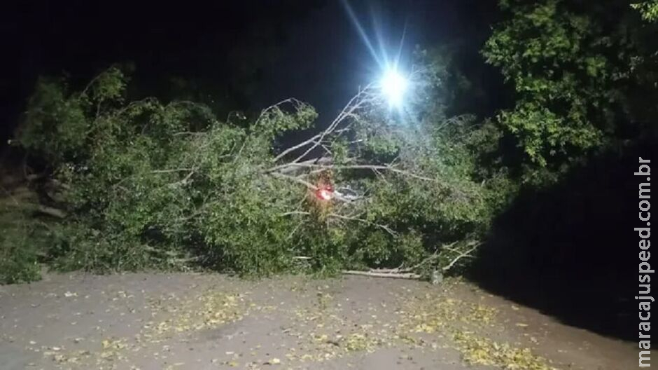 Vento forte derruba árvore e bloqueia rua em Aquidauana Vento forte derruba árvore e bloqueia rua em Aquidauana