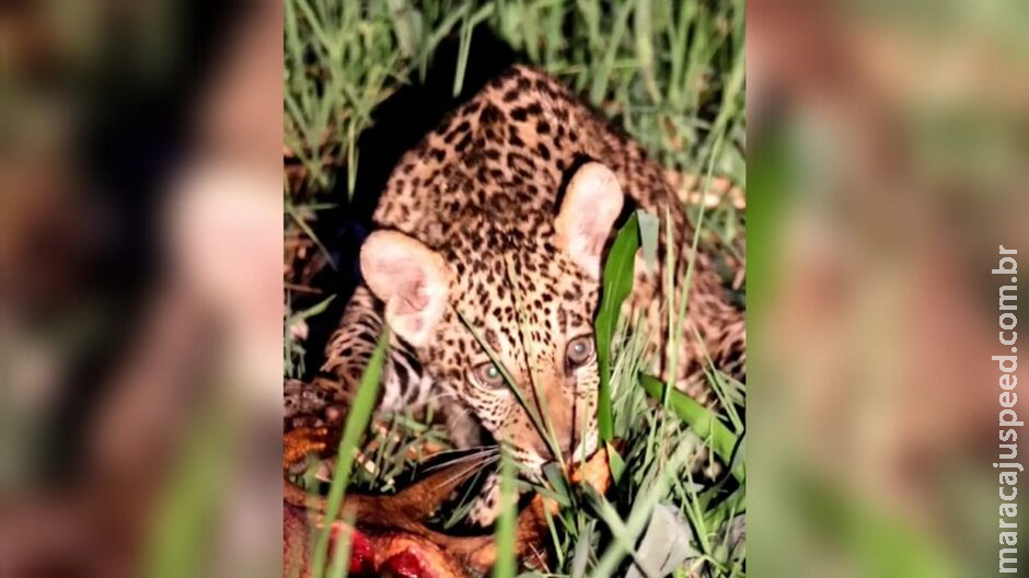 A base vem forte! Arrojado, filhotinho de onça devora tatu no Pantanal de Miranda A base vem forte! Arrojado, filhotinho de onça devora tatu no Pantanal de Miranda