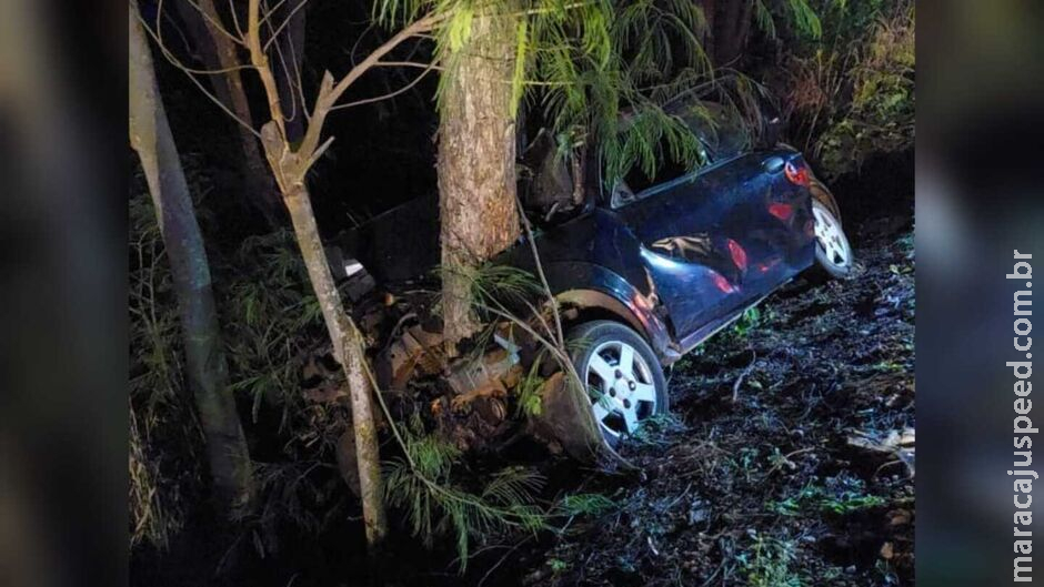 Após atropelar capivara, motorista perde controle, bate em árvore e morre na BR-262