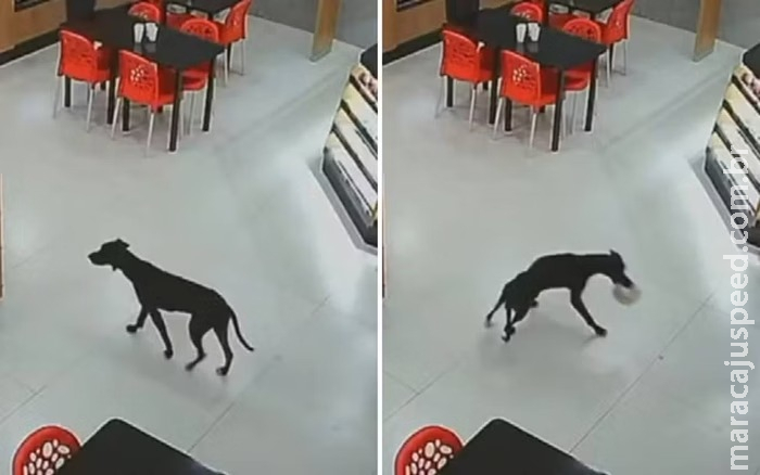 Cachorro entra em padaria, furta bolo e sai de mansinho em GO Cachorro entra em padaria, furta bolo e sai de mansinho em GO