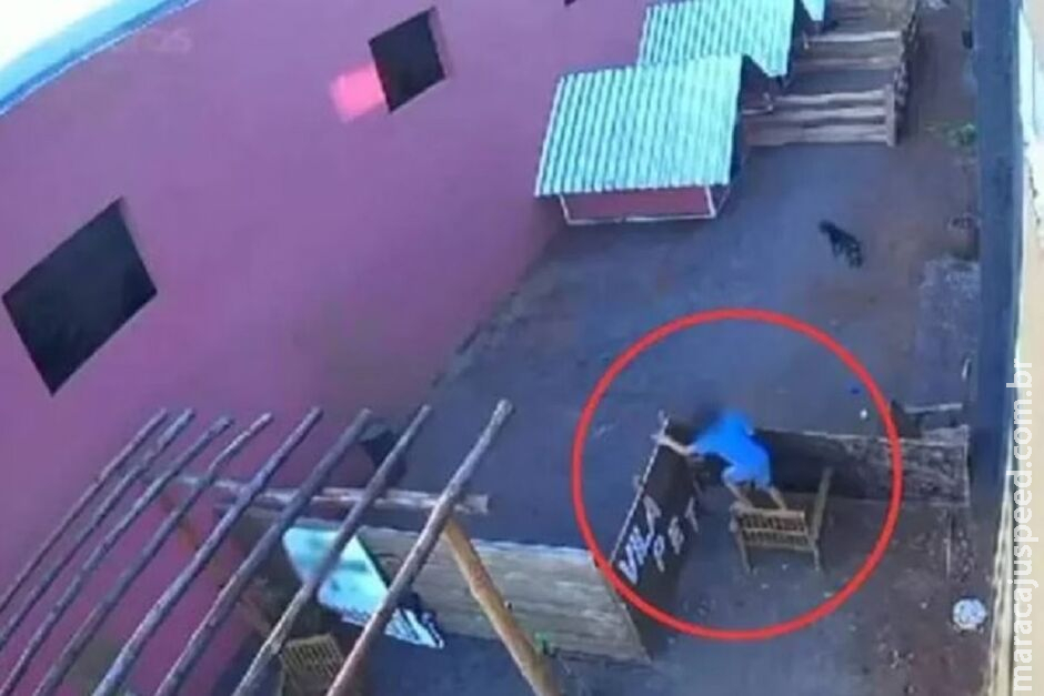 Criança de 9 anos invade hospital, pula muro e mata 23 animais Criança de 9 anos invade hospital, pula muro e mata 23 animais