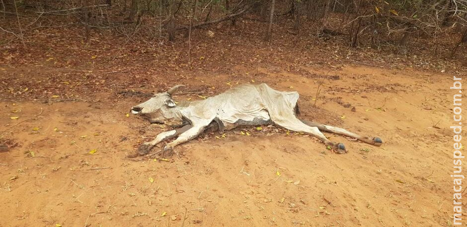 Fazenda é multada em mais de R$ 1 milhão por maus-tratos a bovinos em Rio Negro Fazenda é multada em mais de R$ 1 milhão por maus-tratos a bovinos em Rio Negro