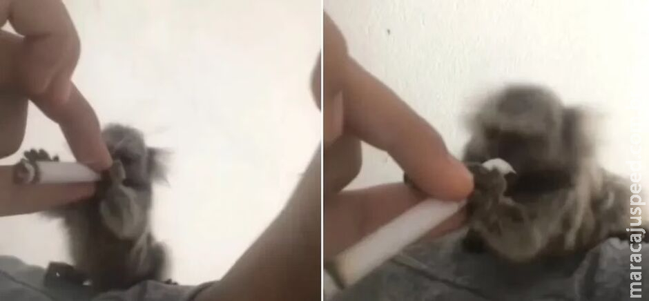 Homem é preso após oferecer maconha, bebida alcoólica e reggae a sagui Homem é preso após oferecer maconha, bebida alcoólica e reggae a sagui