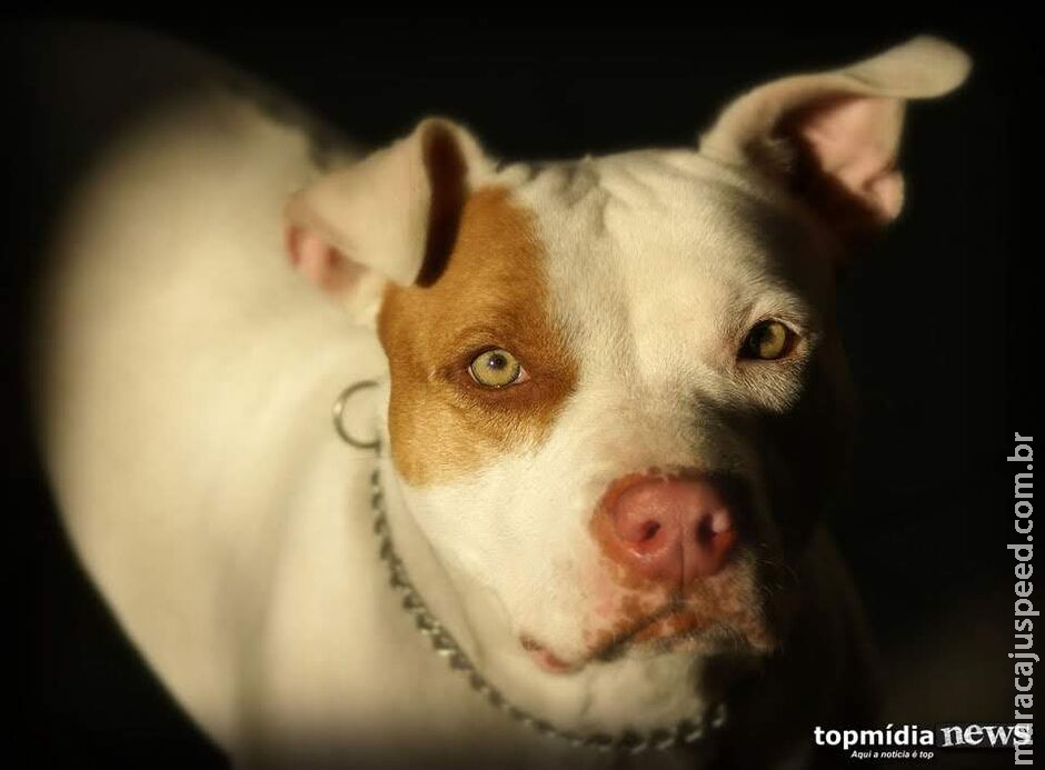 Idosa de 80 anos é morta por pitbull que ajudava a cuidar Idosa de 80 anos é morta por pitbull que ajudava a cuidar
