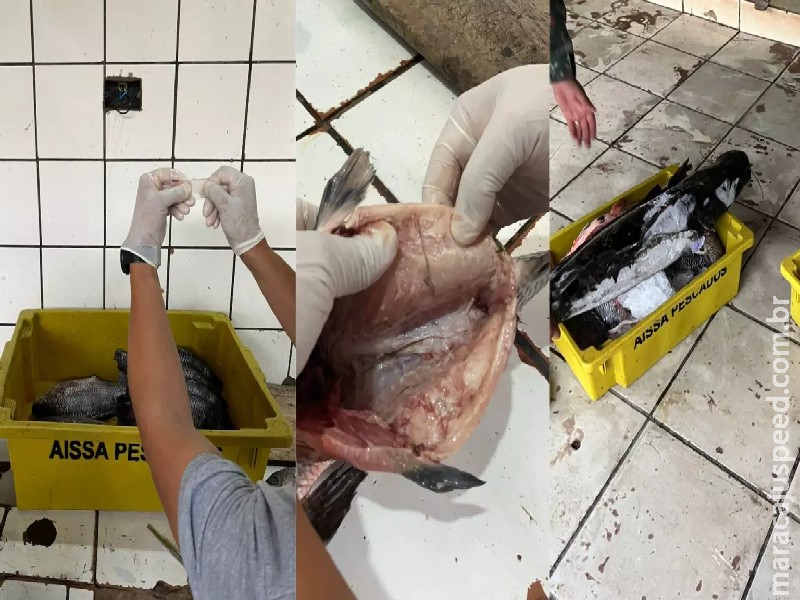 Mergulhador é contratado para furtar peixes de empresa avaliados em mais de R$ 1 milhão em MS Mergulhador é contratado para furtar peixes de empresa avaliados em mais de R$ 1 milhão em MS