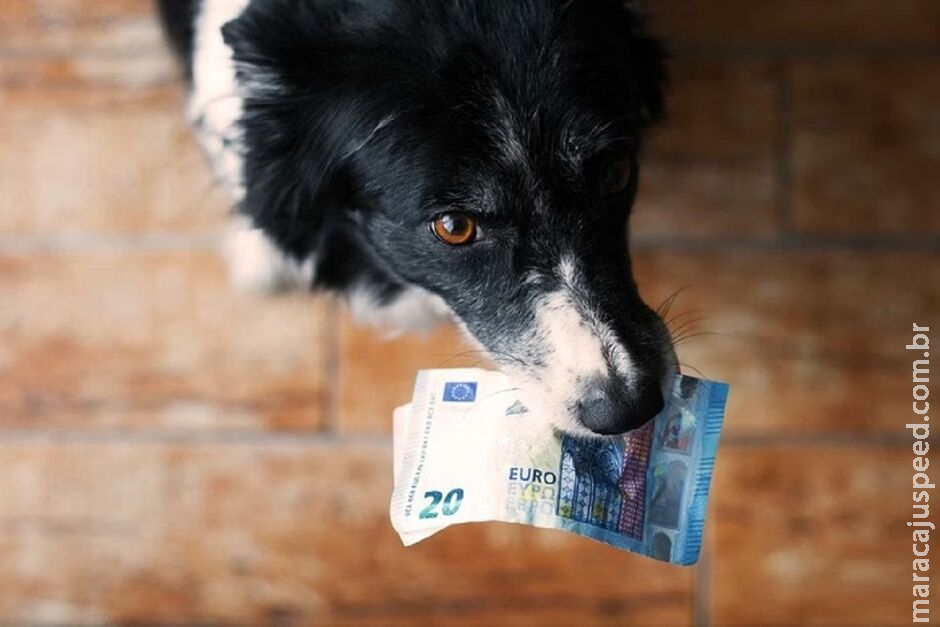 Mulher ganha na loteria, e namorado exige que cão também leve o prêmio Mulher ganha na loteria, e namorado exige que cão também leve o prêmio
