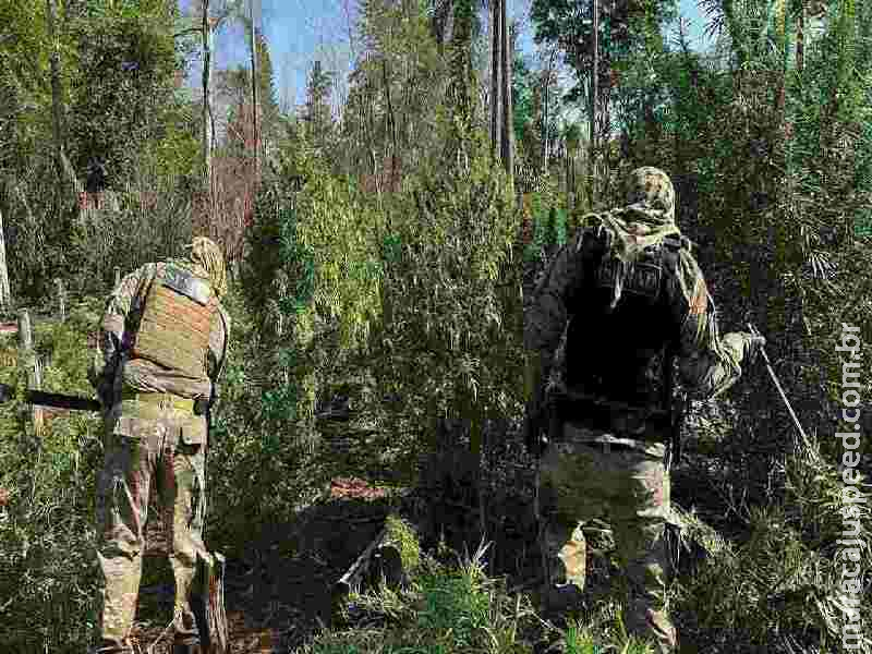 Polícia destrói 12 hectares de roças com mais de 36 toneladas de maconha que entrariam no Brasil
