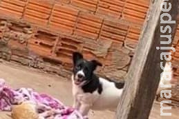 Você viu o Tuky? Moradora procura por cachorro que desapareceu no Mário Covas Você viu o Tuky? Moradora procura por cachorro que desapareceu no Mário Covas