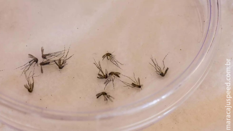 Após morte de duas crianças em agosto, MS não registrou novos óbitos por Dengue Após morte de duas crianças em agosto, MS não registrou novos óbitos por Dengue