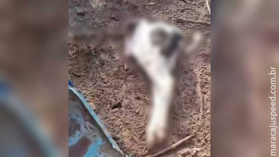 Bezerro é esquartejado e tem restos mortais jogados em mangueiro de rancho Bezerro é esquartejado e tem restos mortais jogados em mangueiro de rancho