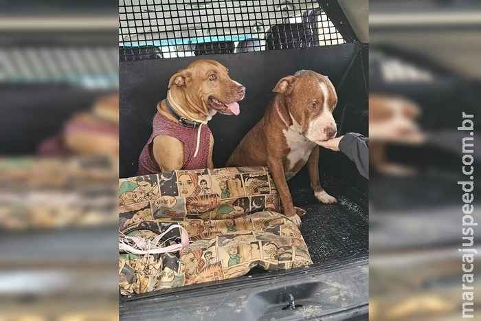 Cachorros resgatados "moram" em delegacia enquanto esperam por adoção Cachorros resgatados "moram" em delegacia enquanto esperam por adoção