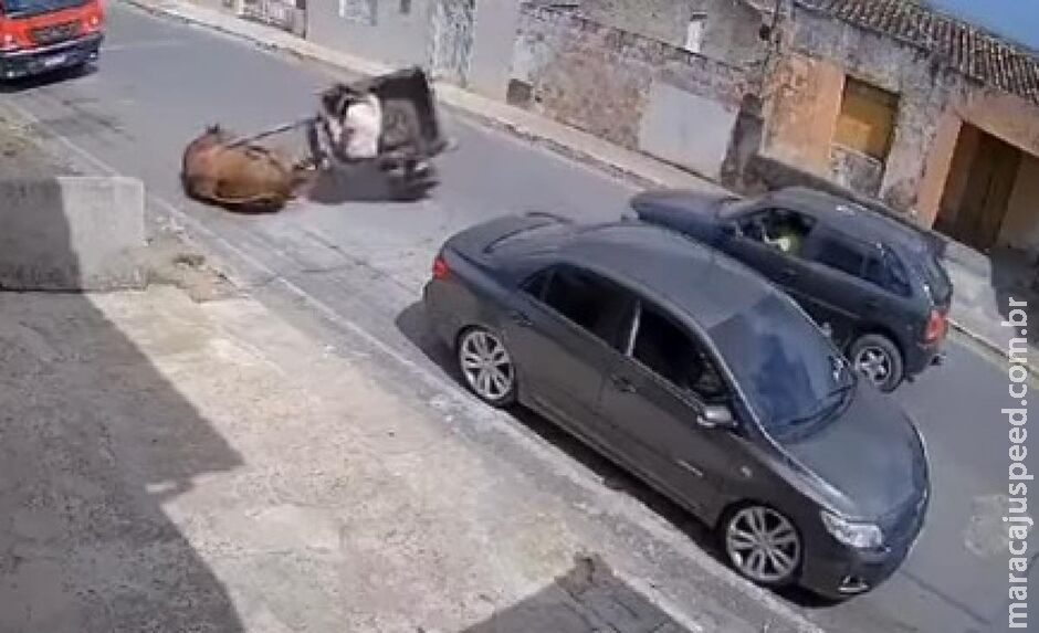 Cavalo usado para puxar carroça cai devido ao excesso de peso Cavalo usado para puxar carroça cai devido ao excesso de peso
