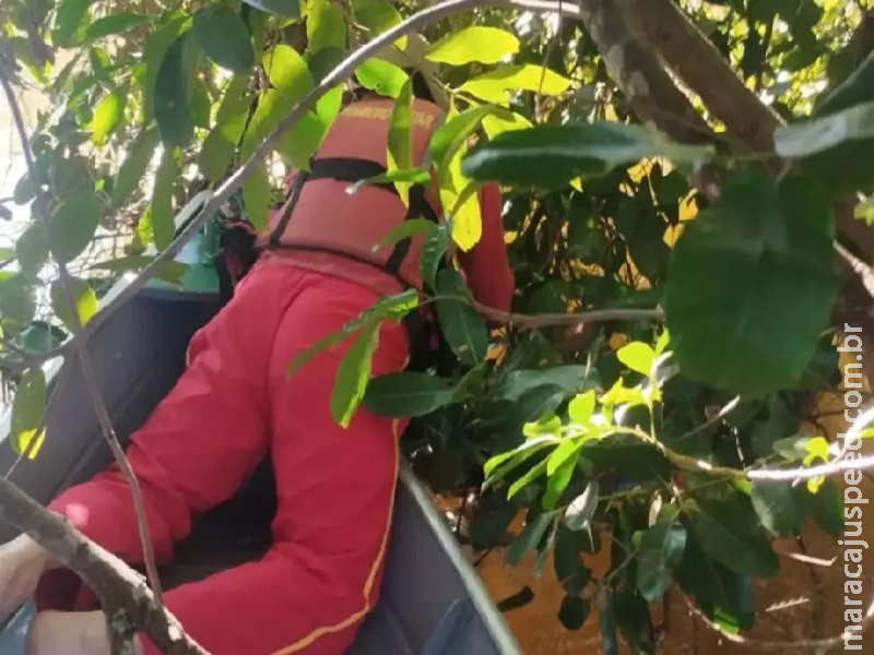 Corpo de trabalhador rural desaparecido no Rio Correntes é encontrado Corpo de trabalhador rural desaparecido no Rio Correntes é encontrado